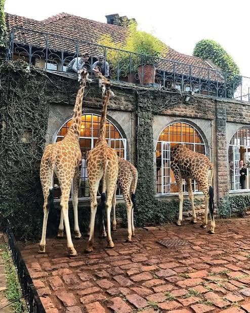 Giraffe Centre (Nairobi)